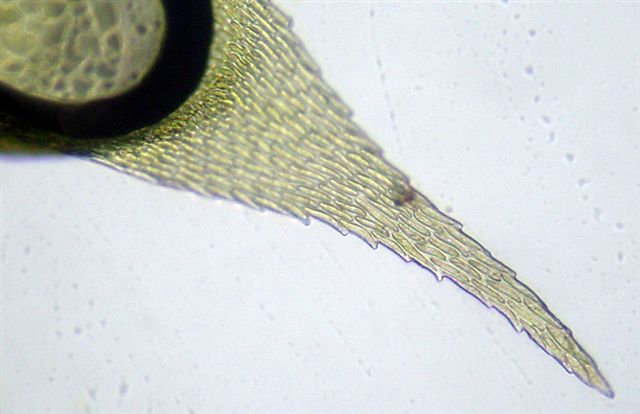 Muschi identificati con Dryades?